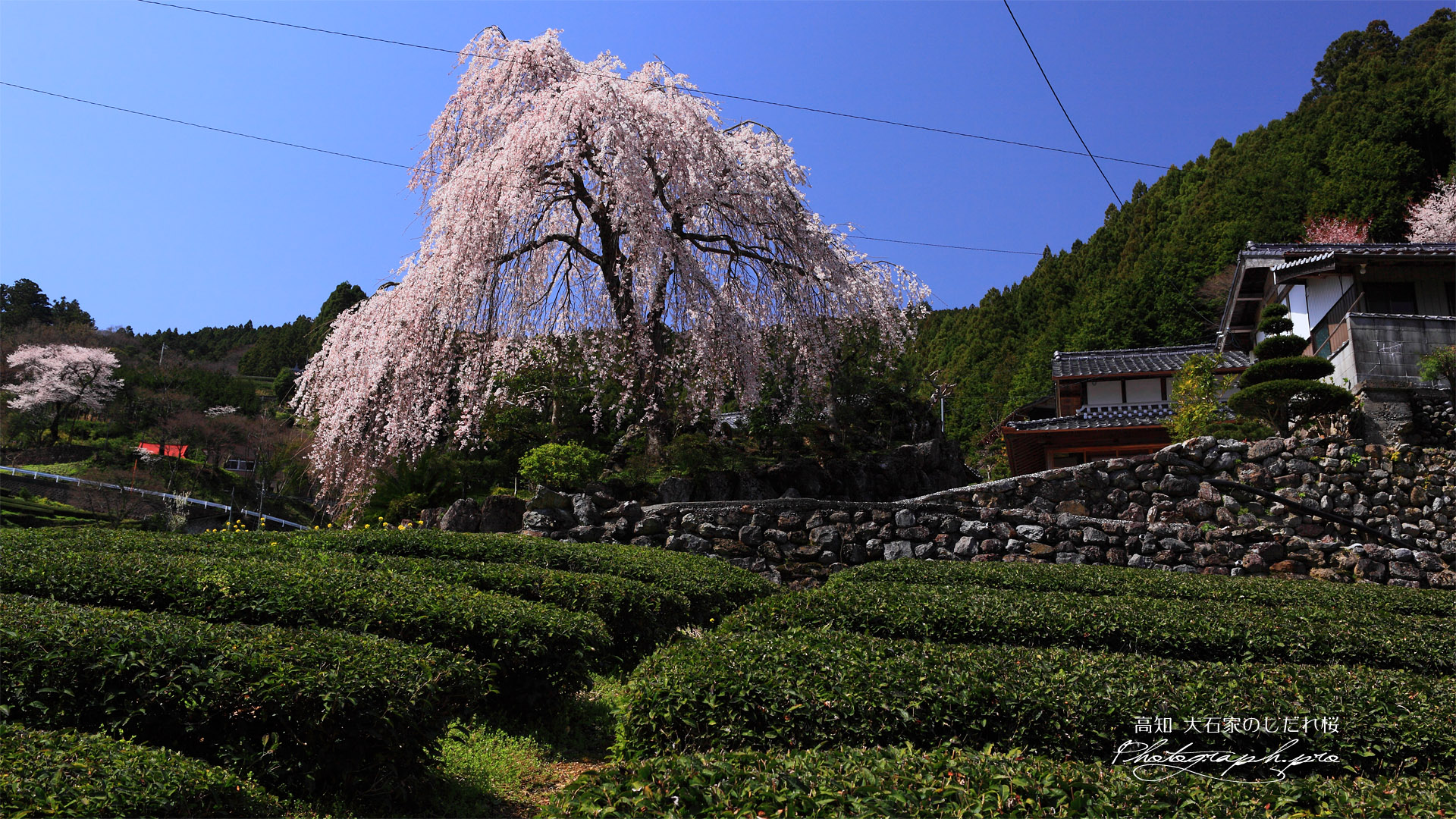 大石家の枝垂桜