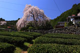大石家の枝垂桜