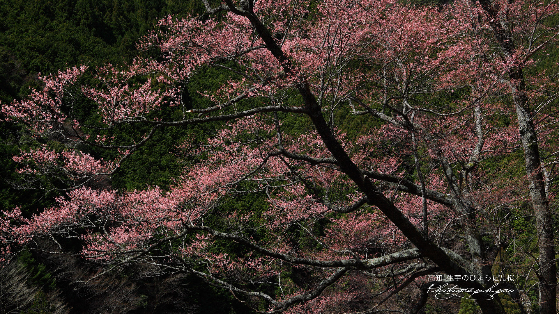 生芋の瓢箪桜