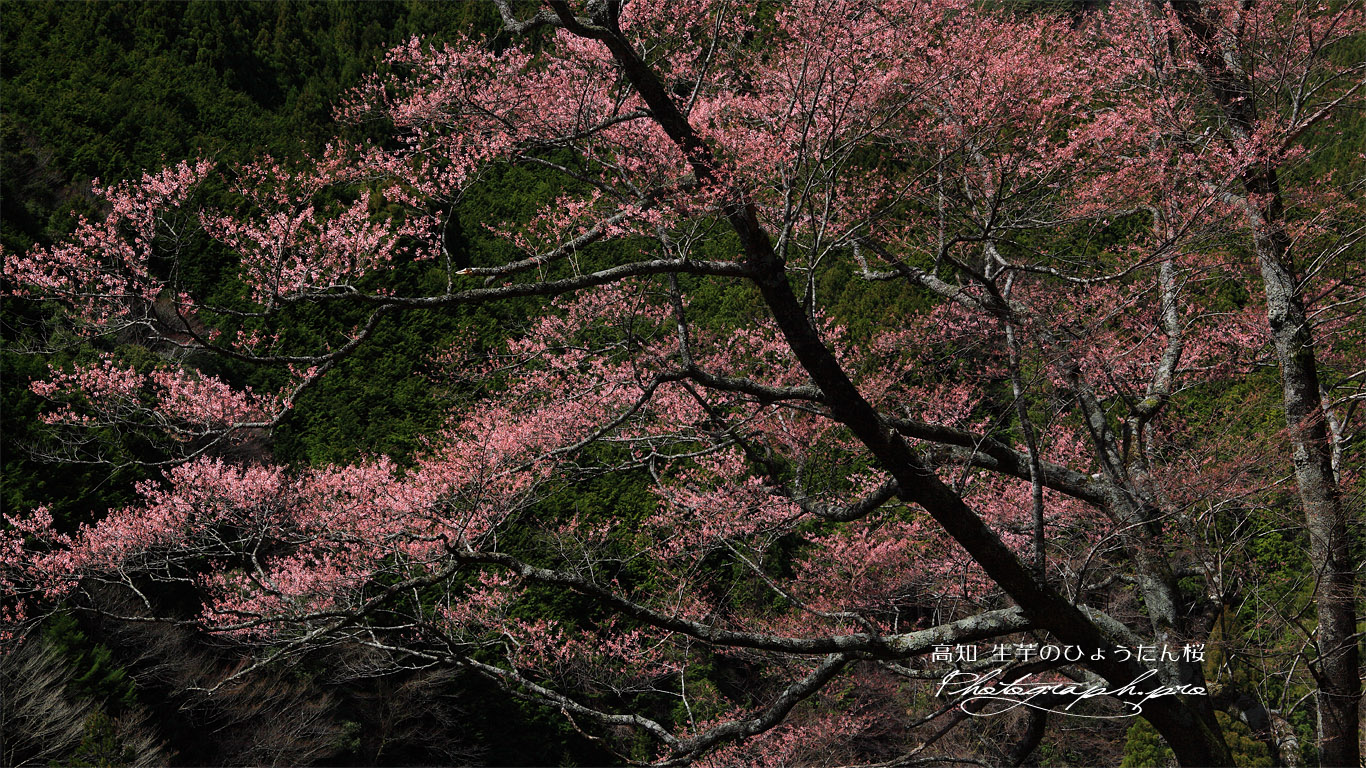 生芋の瓢箪桜 壁紙