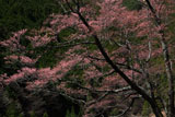 生芋の瓢箪桜