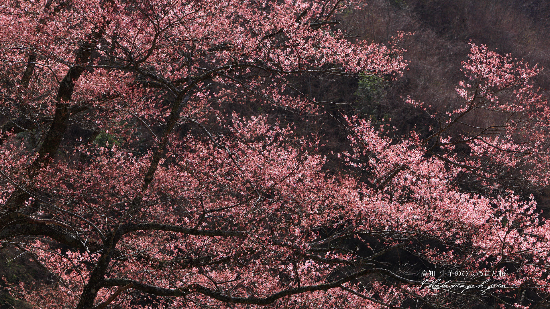 生芋のひょうたん桜