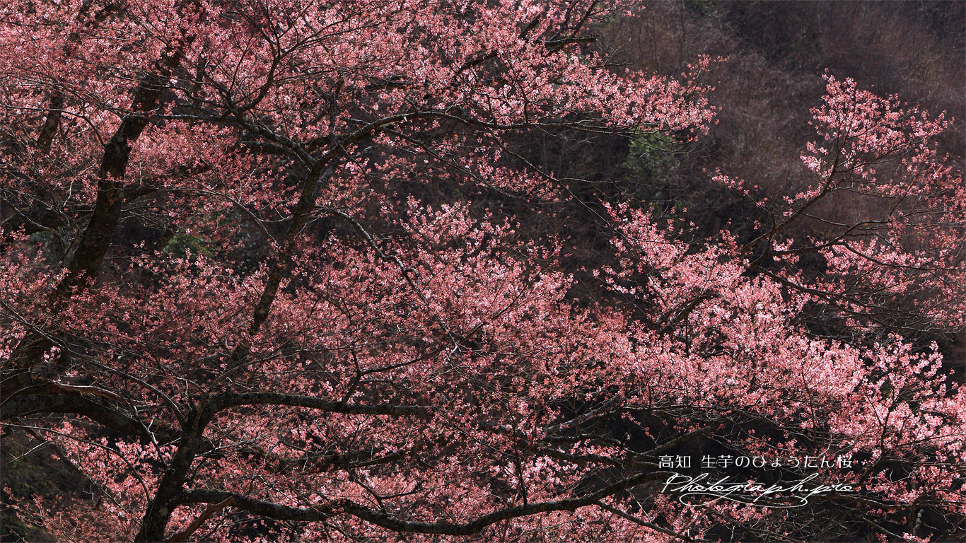 生芋のひょうたん桜 壁紙