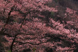生芋のひょうたん桜