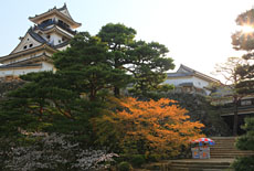 高知城の桜