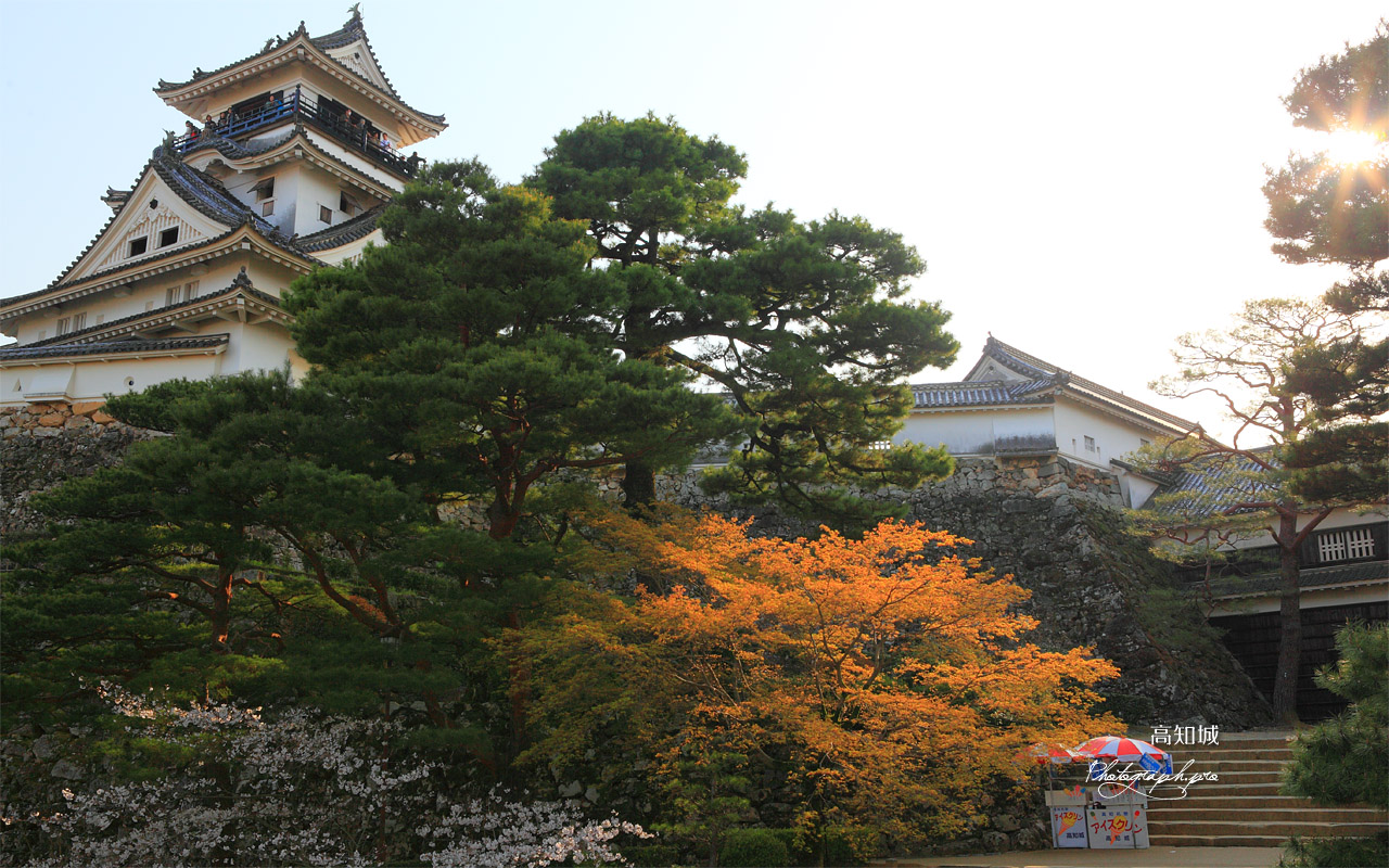 高知城天守閣と桜 壁紙