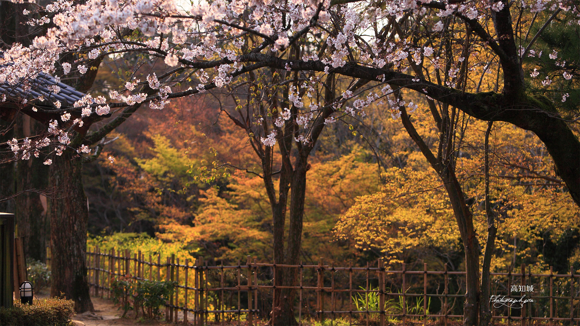 高知城三の丸の桜