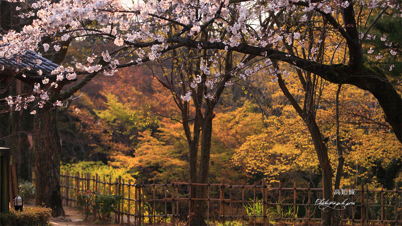 高知城三の丸の桜 壁紙