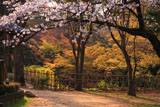 高知城三の丸の桜