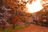 高知城すべり山の桜