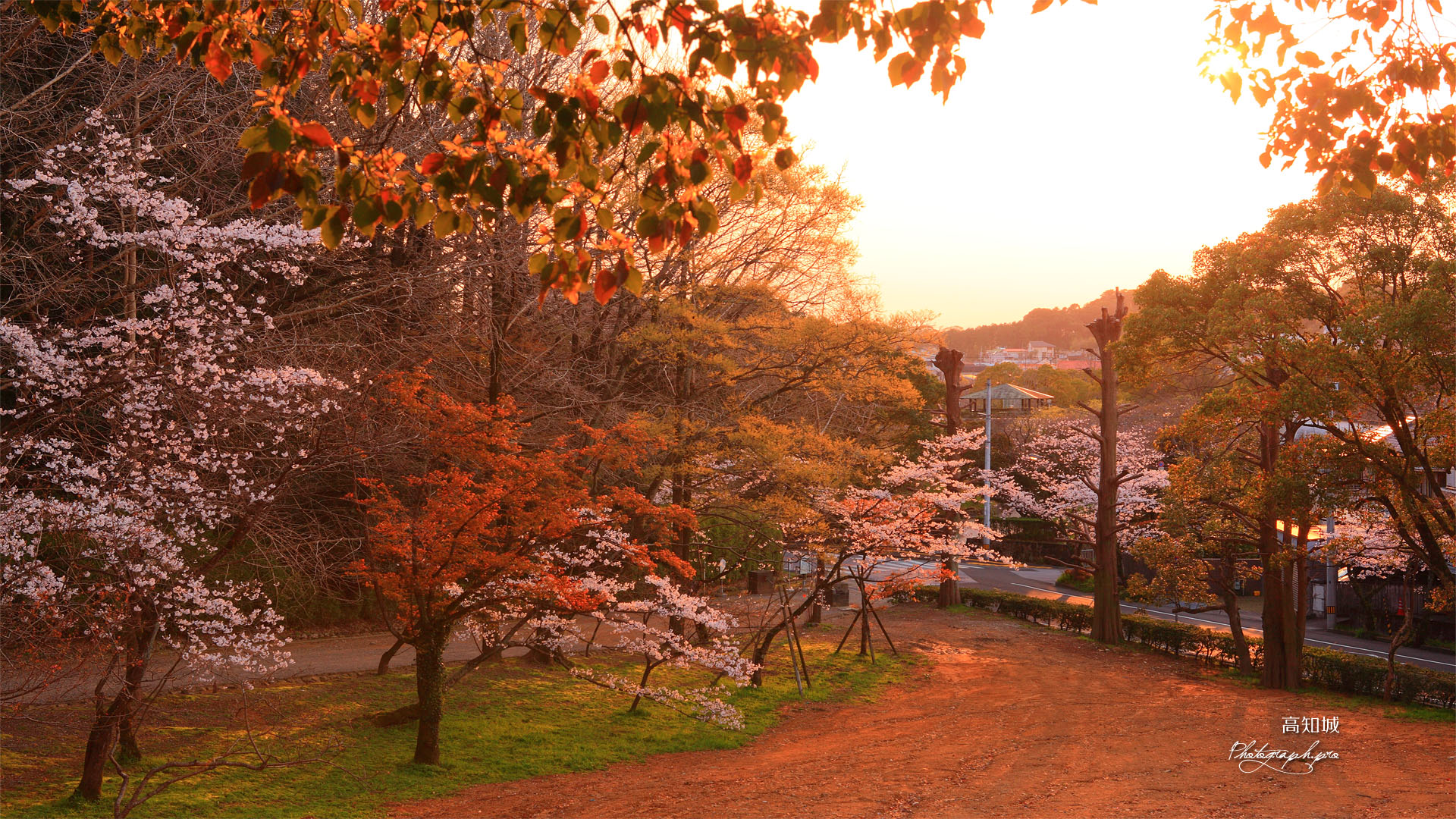 高知城すべり山の桜