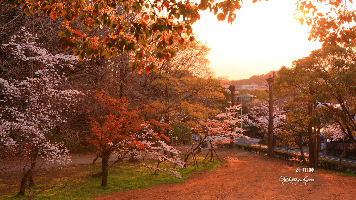 高知城すべり山の桜 壁紙
