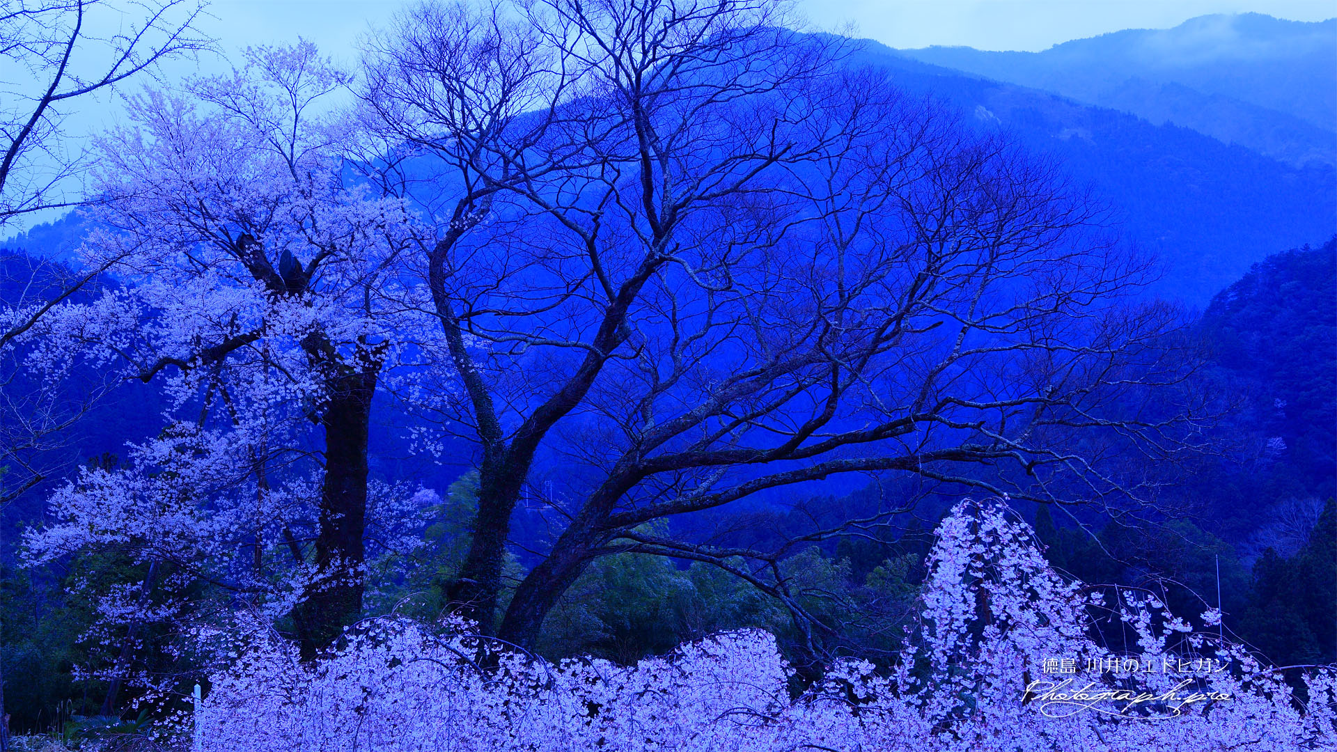 川井のエドヒガン桜