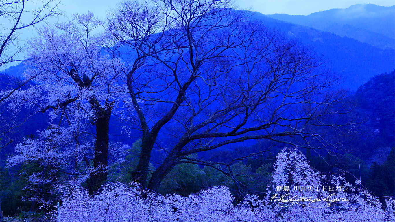 川井のエドヒガン桜 壁紙