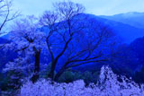 川井のエドヒガン桜