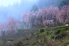 川井峠のしだれ桜