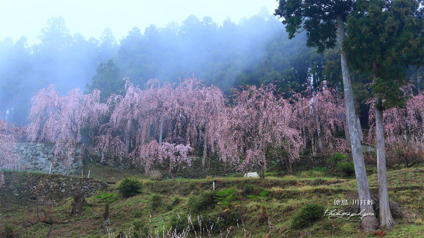 川井峠のしだれ桜 壁紙