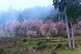 川井峠のしだれ桜