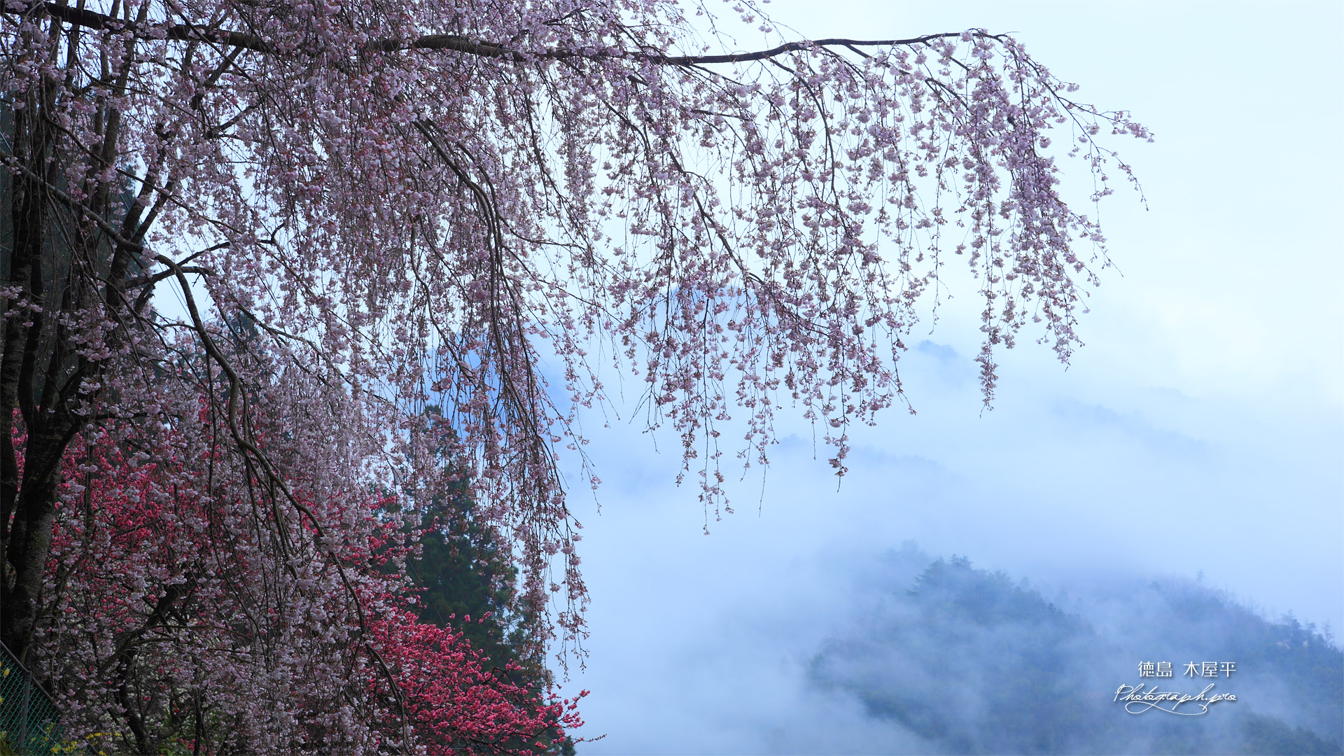 徳島木屋平の枝垂桜と花桃