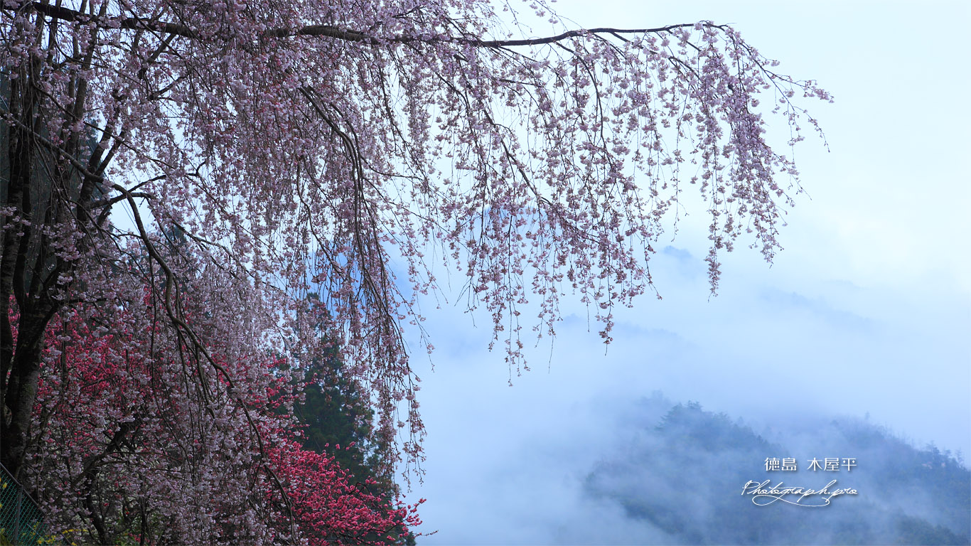 徳島木屋平の枝垂桜と花桃 壁紙