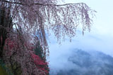 徳島木屋平の枝垂桜と花桃