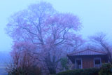 桜堂
