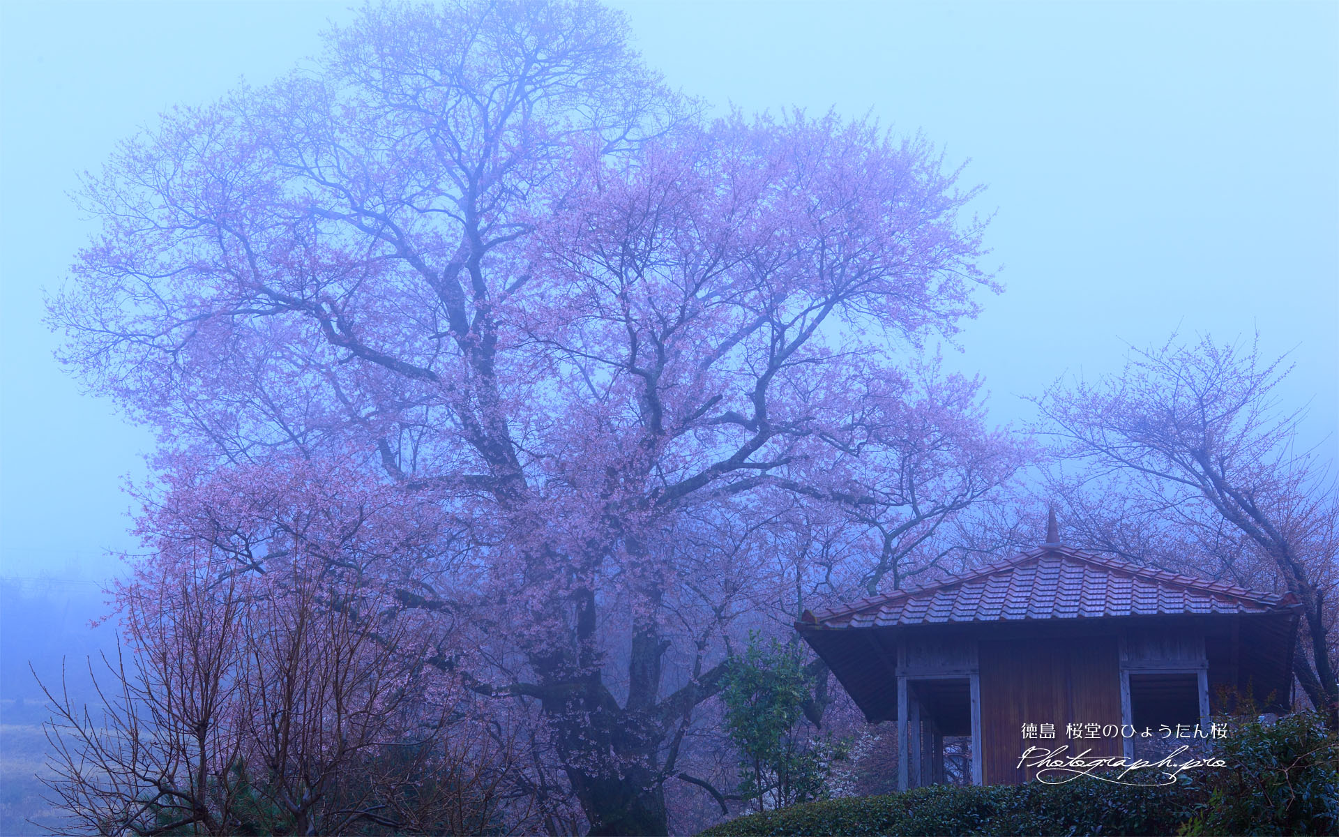 桜堂