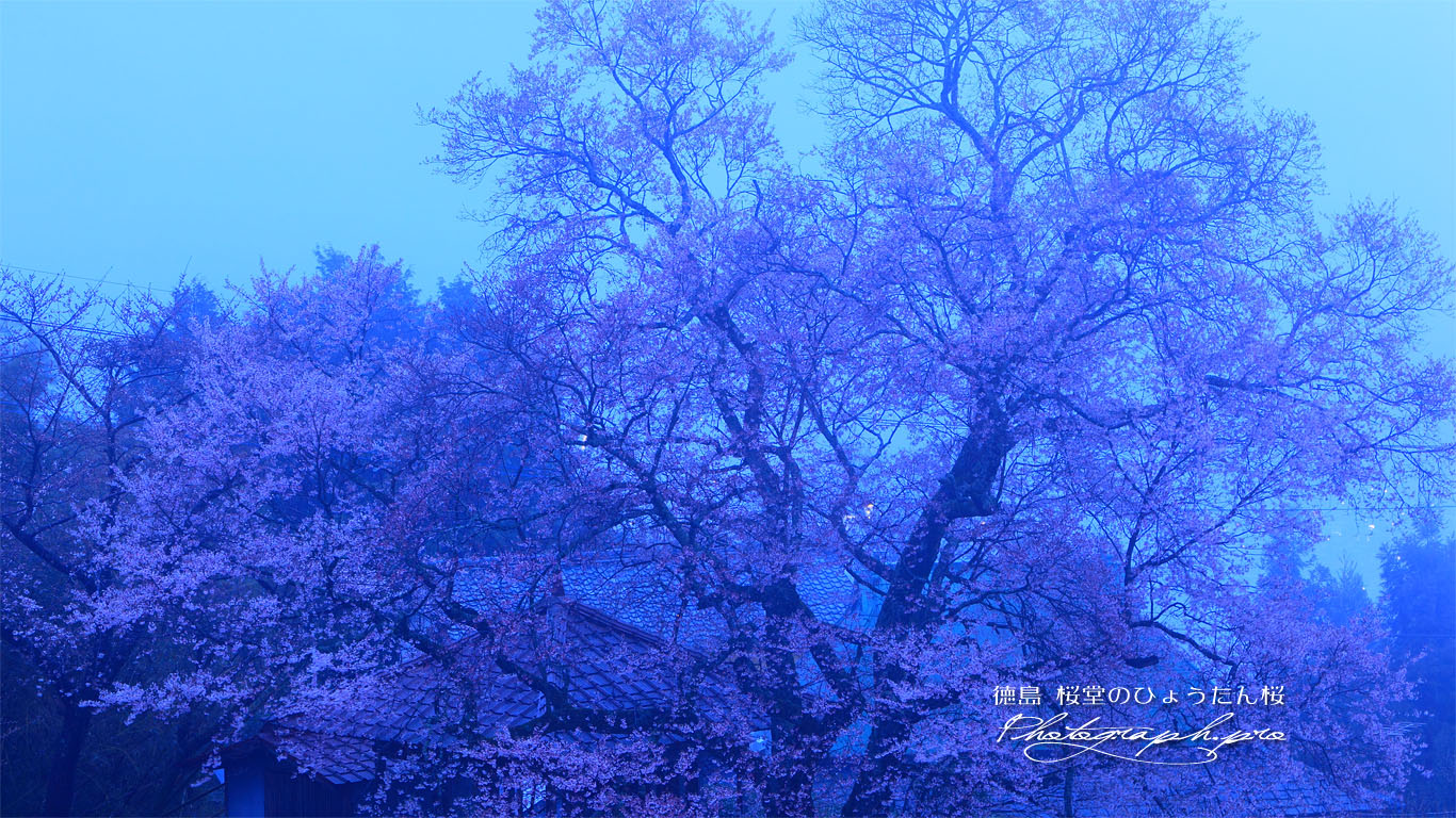霧につつまれた桜堂のひょうたん桜 壁紙