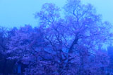 霧につつまれた桜堂のひょうたん桜