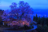 桜堂のひょうたん桜ライトアップ？