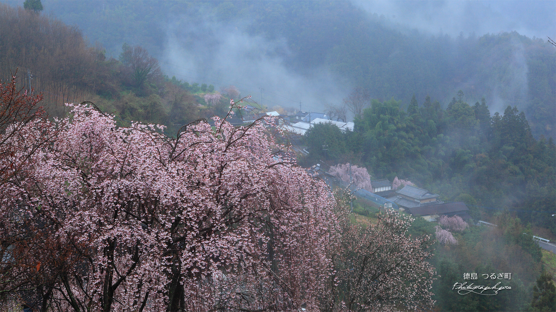 つるぎ町 吉良のしだれ桜