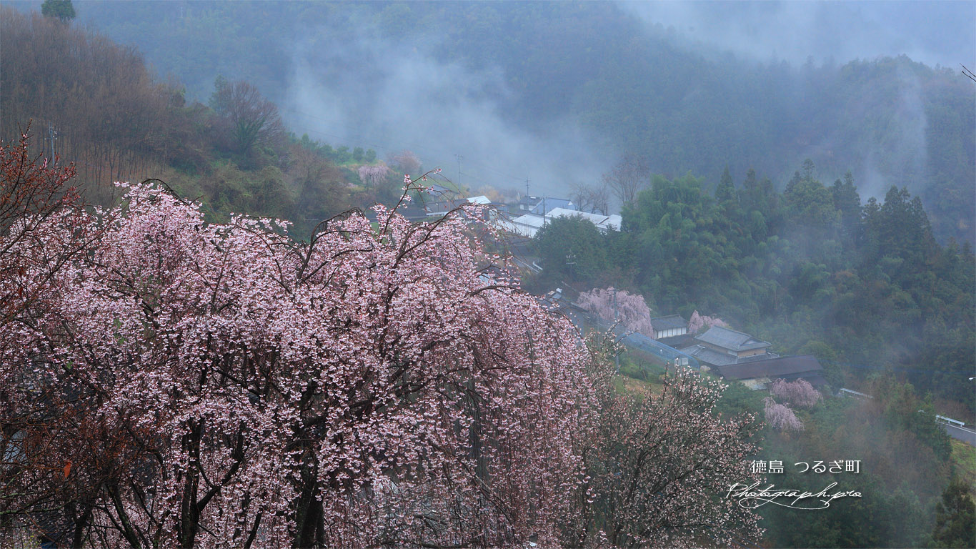つるぎ町 吉良のしだれ桜 壁紙