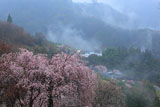 つるぎ町 吉良のしだれ桜