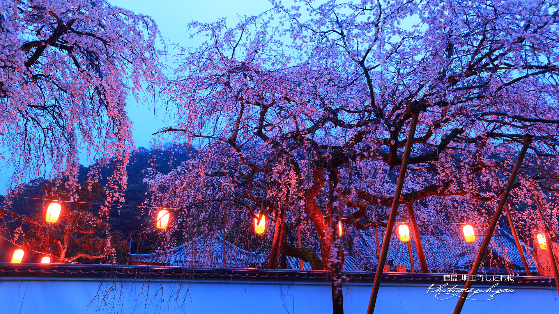 明王寺の枝垂桜