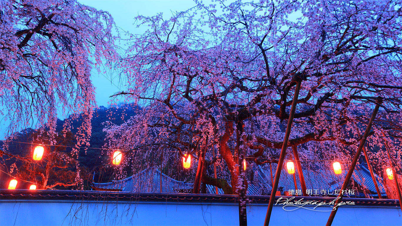 明王寺の枝垂桜 壁紙