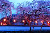 明王寺の枝垂桜