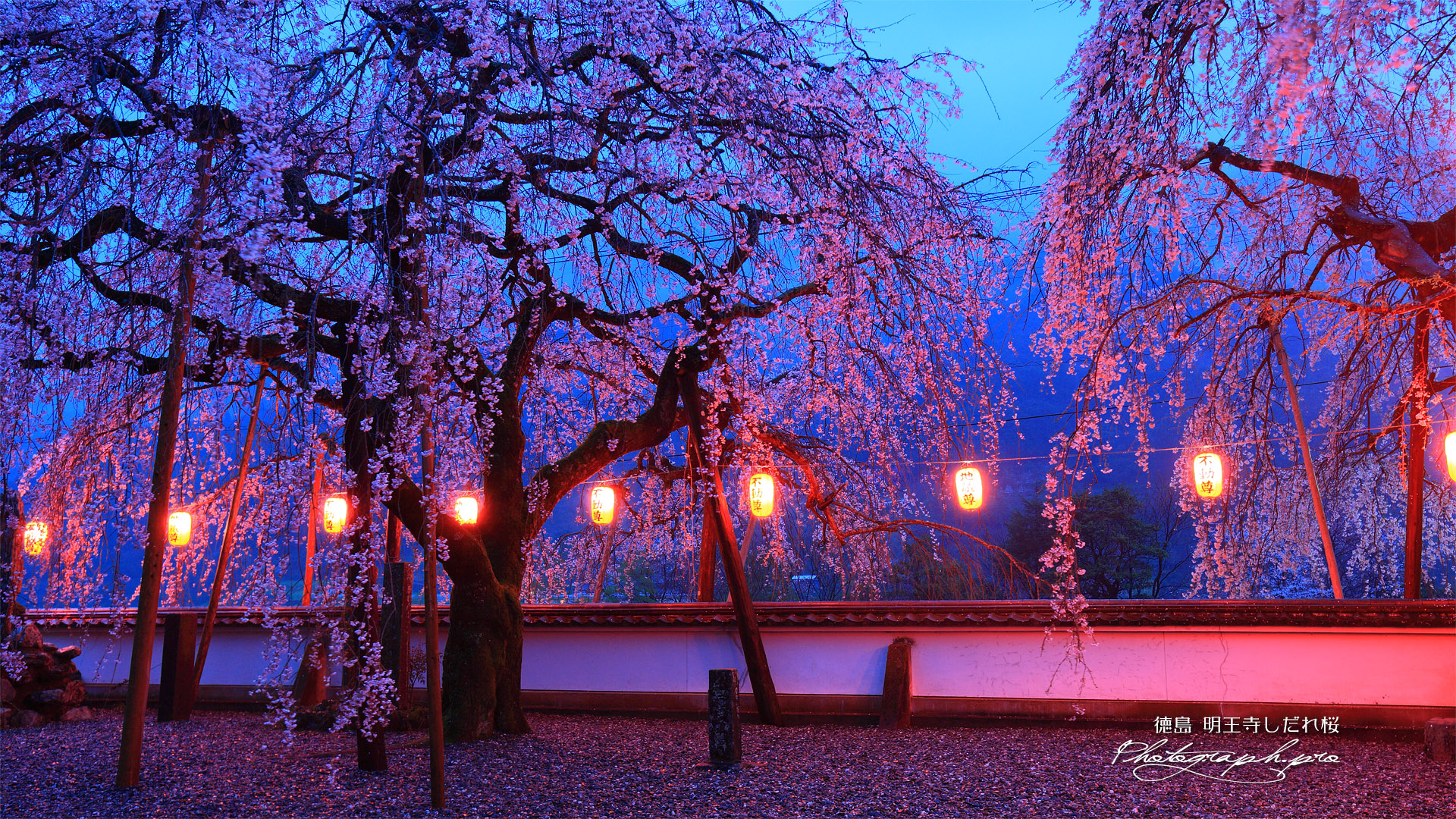 明王寺の枝垂れ桜