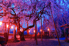 明王寺しだれ桜