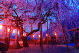 明王寺しだれ桜