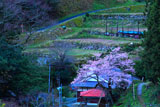 用の山の桜と棚田