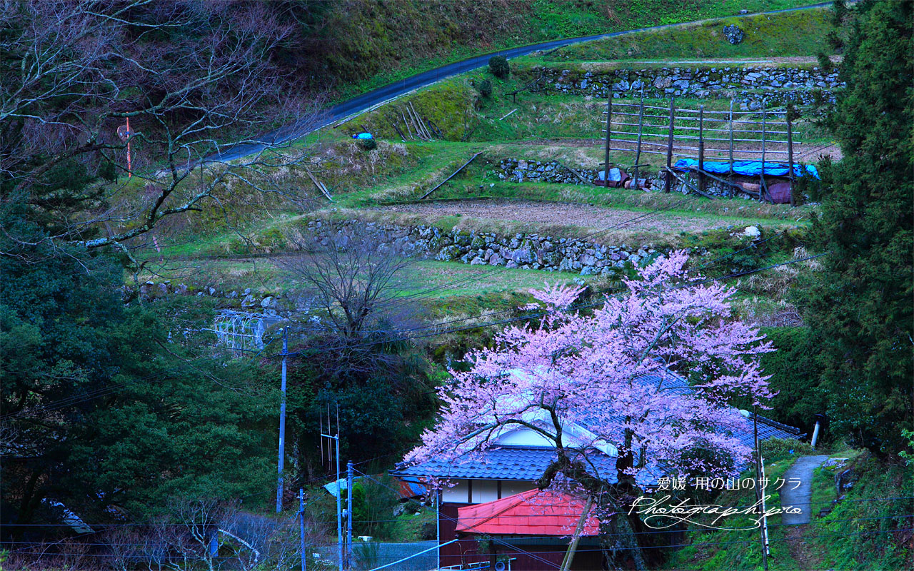 用の山の桜と棚田 壁紙