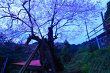 用の山桜と御堂