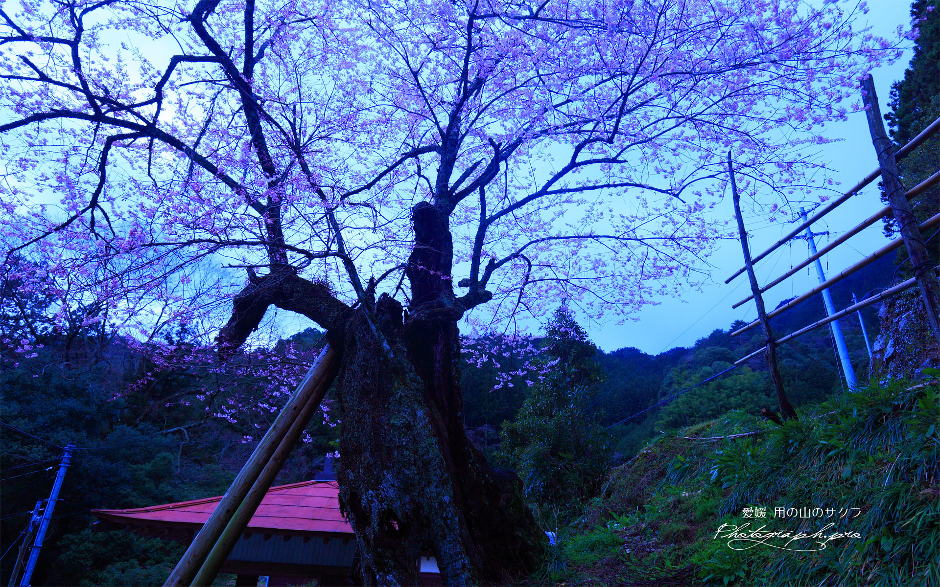 用の山桜と御堂