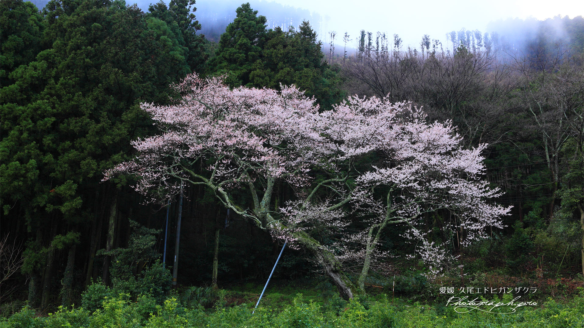 久尾彼岸桜