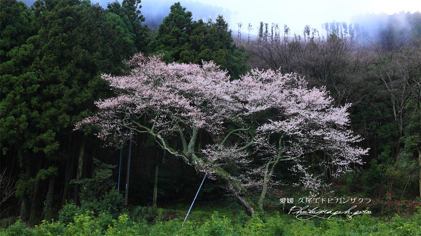 久尾彼岸桜 壁紙