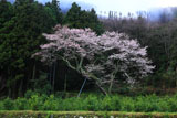 久尾彼岸桜