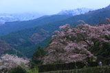 冠雪した山と大通庵エドヒガンザクラ