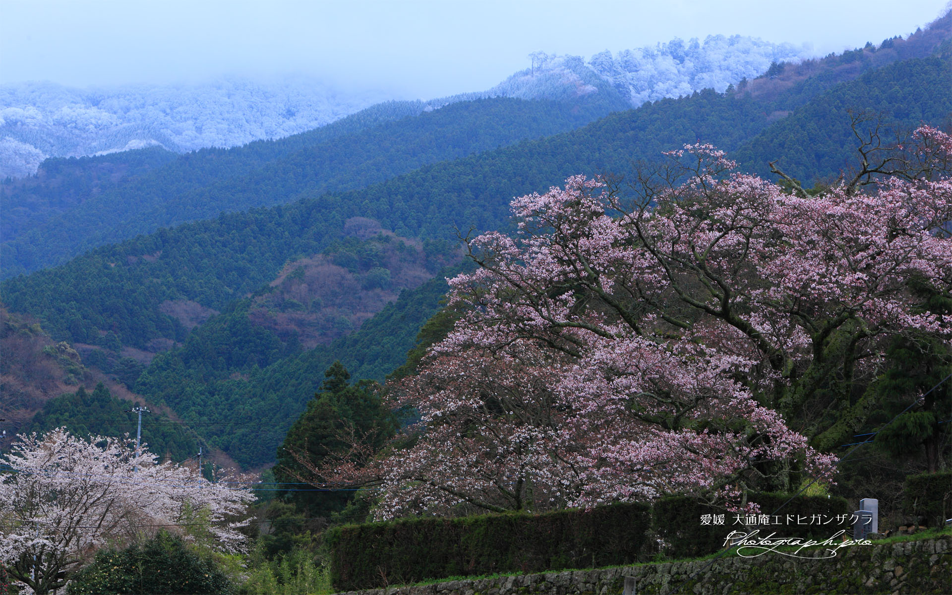 冠雪した山と大通庵エドヒガンザクラ