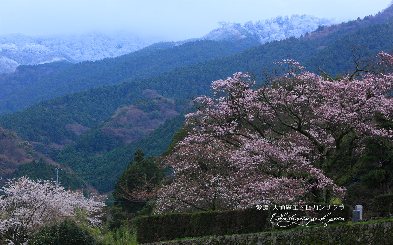 冠雪した山と大通庵エドヒガンザクラ 壁紙