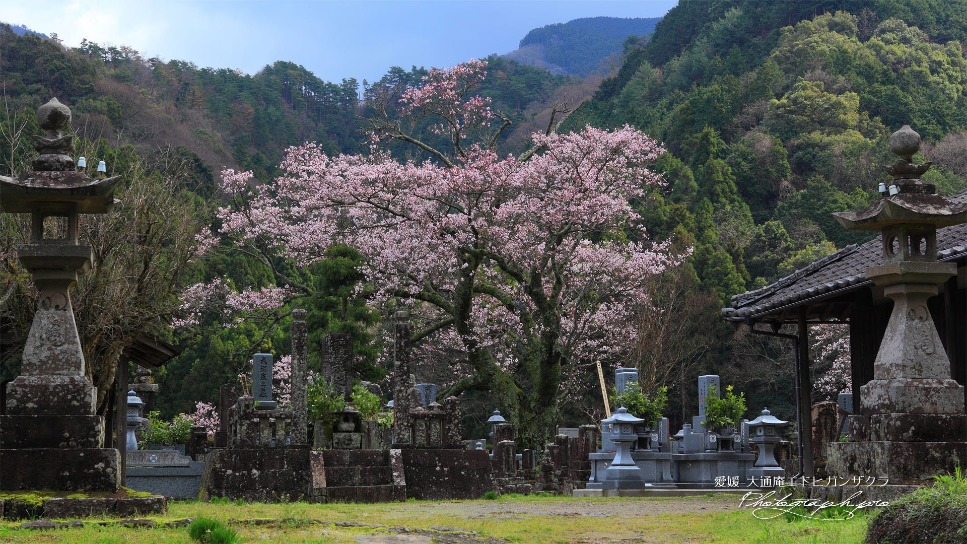 墓守の桜の大通庵江戸彼岸桜